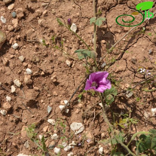 Convolvulaceae-Tarlasarmaşığıgiller