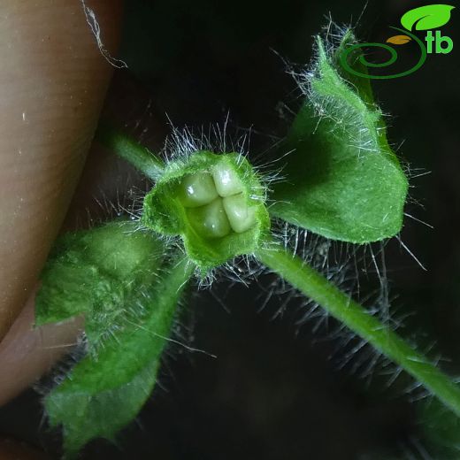 Stachys buttleri