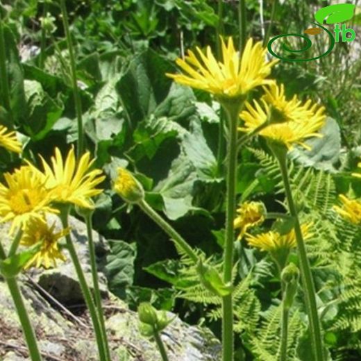 Doronicum dolichotrichum