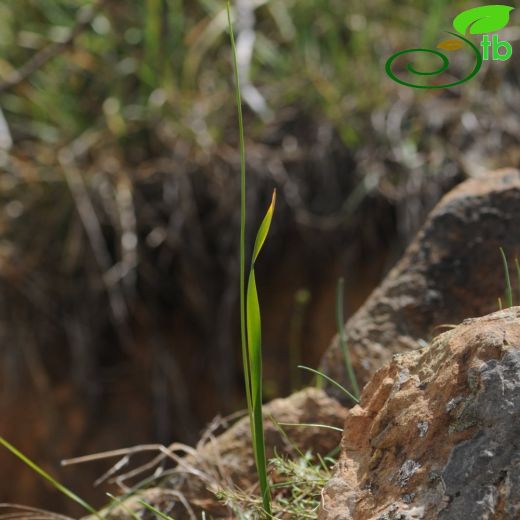 Allium ertugrulii