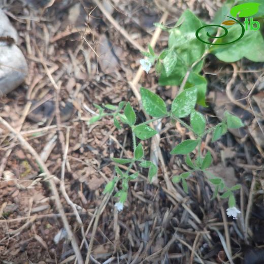 Saponaria pinetorum