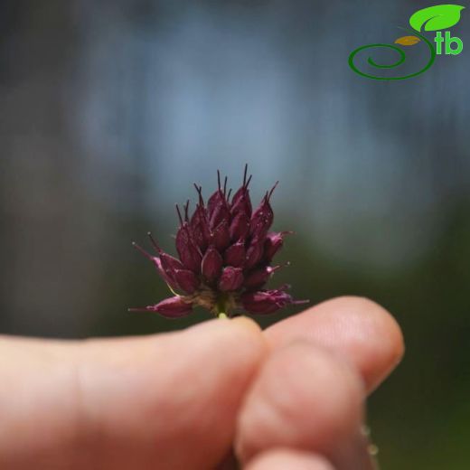 Allium stylosum