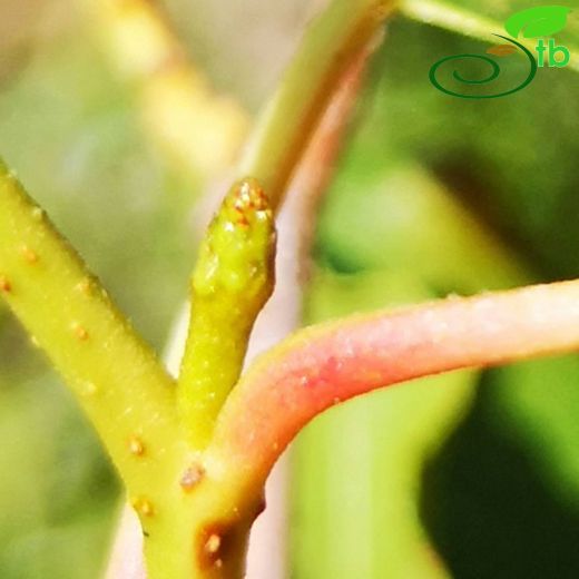 Betulaceae-Huşgiller