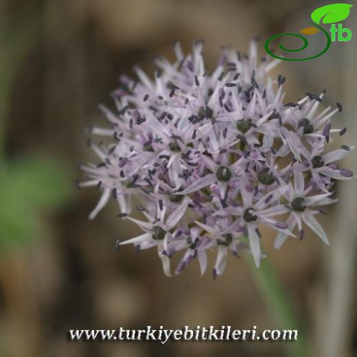 Allium gayi