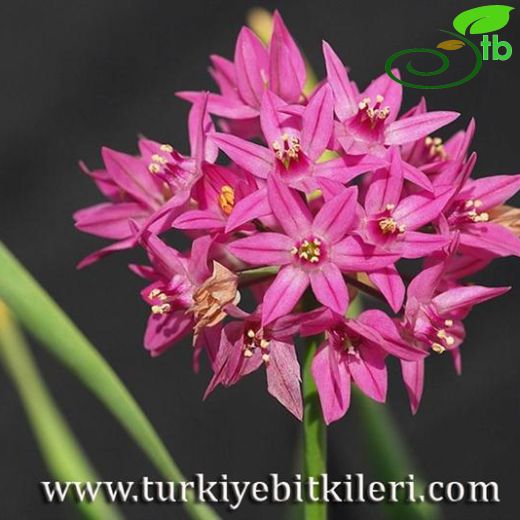 Allium oreophilum