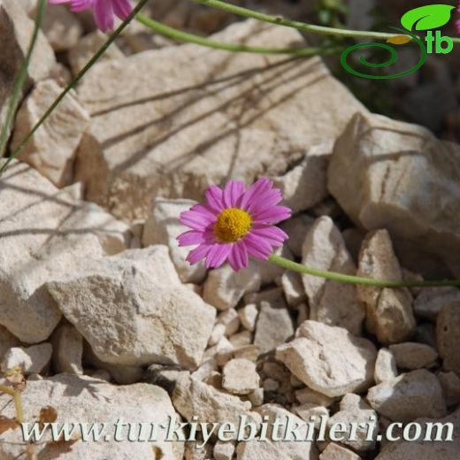 Anthemis rosea