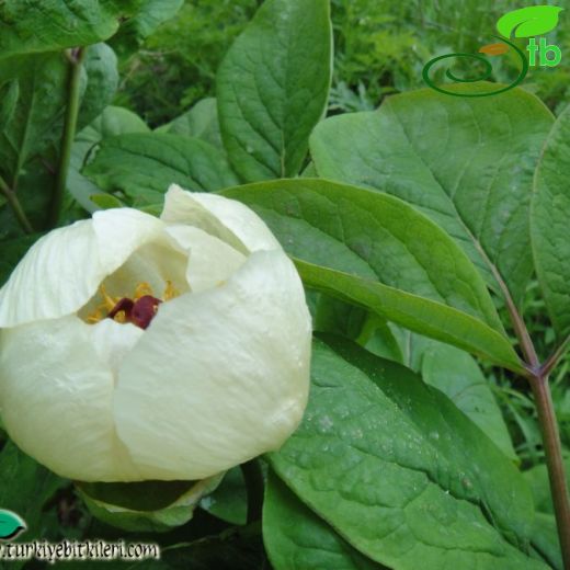 Paeonia daurica