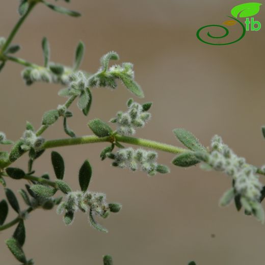 Herniaria hirsuta