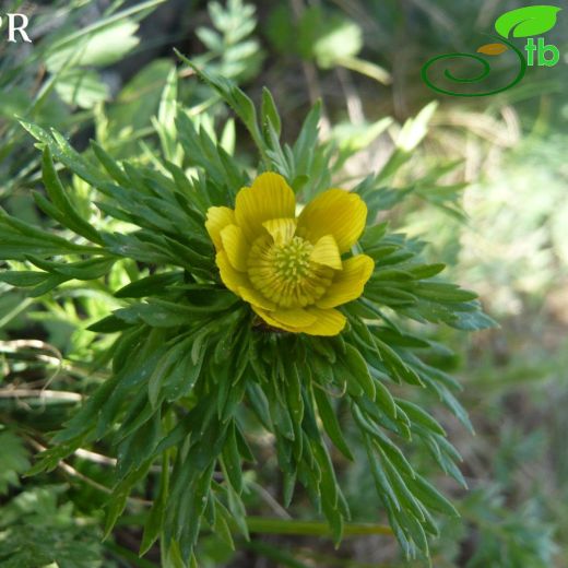 Adonis wolgensis