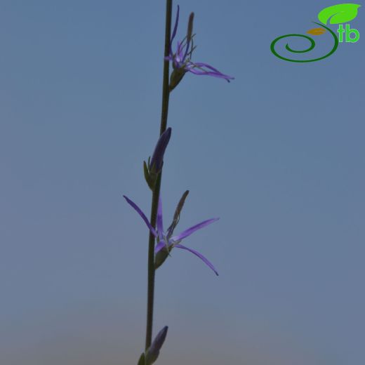 Campanulaceae-Çançiçeğigiller