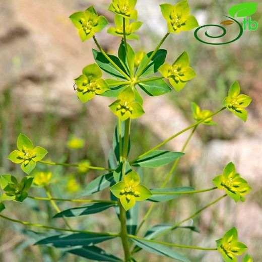 Euphorbia-Sütleğen