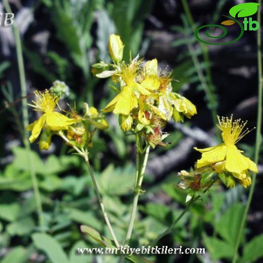 Hypericum triquetrifolium