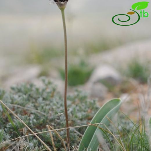 Allium sultanae-ismailii