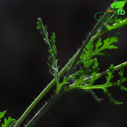 Papaver rhopalothece