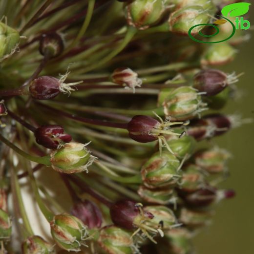 Allium bourgaei