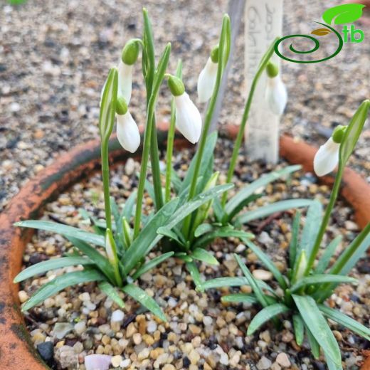 Galanthus rizehensis