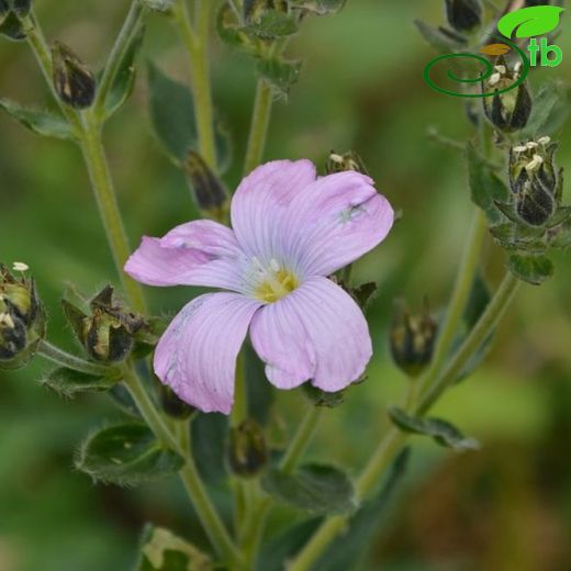 Linum hypericifolium