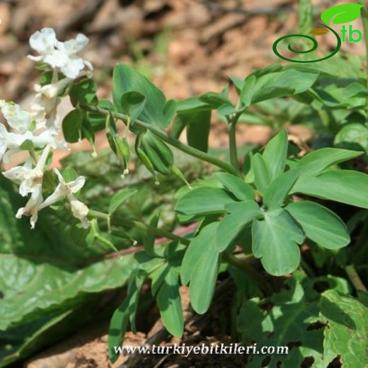 Corydalis cava