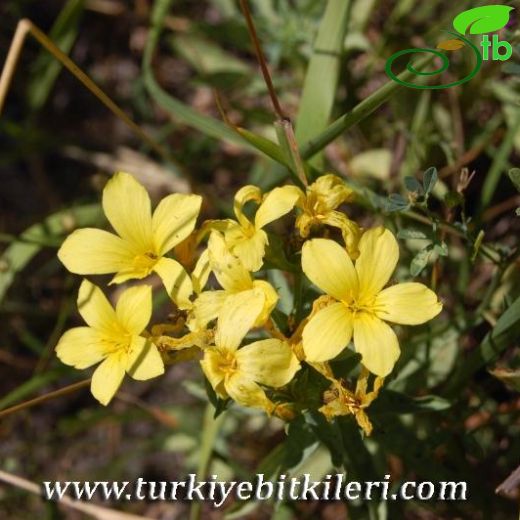 Linum flavum