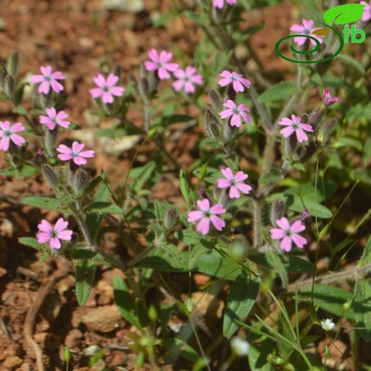 Saponaria syriaca