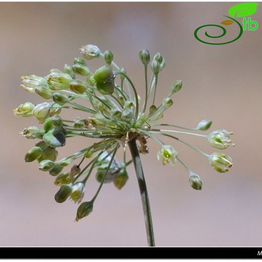 Allium farashinense