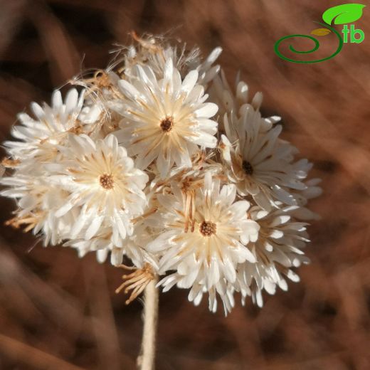 Asteraceae-Papatyagiller