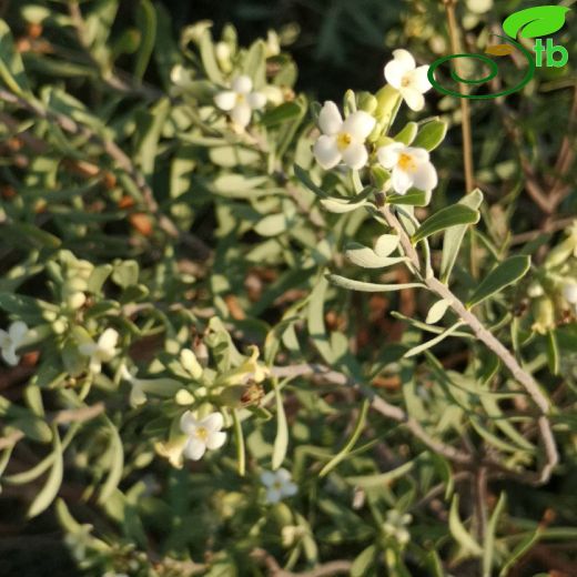 Thymelaeaceae-Sıyırcıkgiller