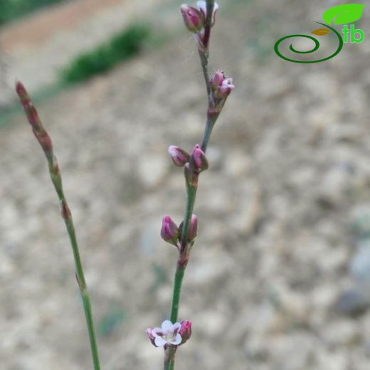 Polygonum patulum