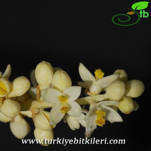 Olea-Zeytin