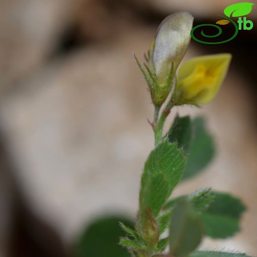 Medicago disciformis