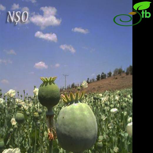 Papaver somniferum