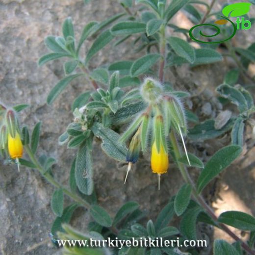 Onosma frutescens