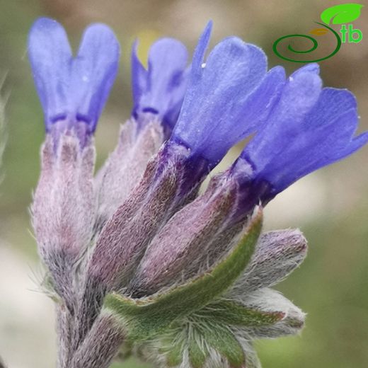 Anchusa-Sığırdili