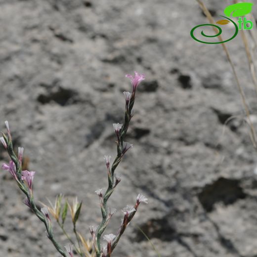 Acantholimon acerosum