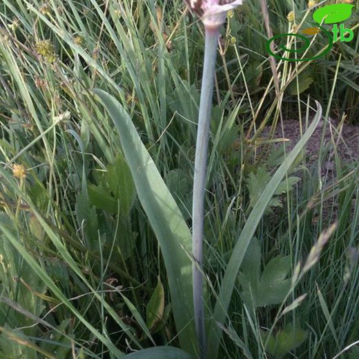 Allium cyrillii