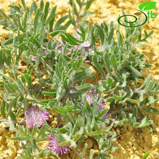 Klasea lasiocephala