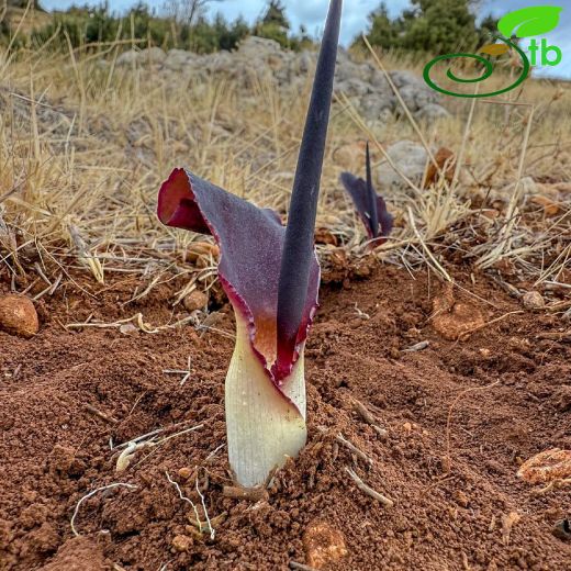 Araceae-Yılanyastığıgiller