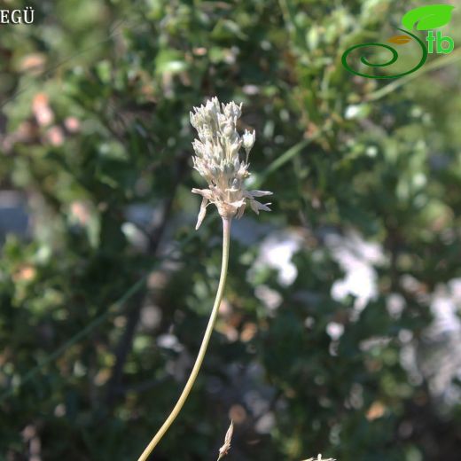 Allium bassitense