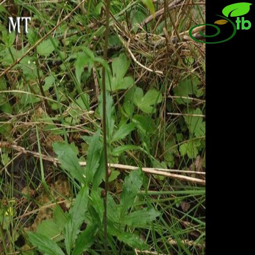 Cardamine bulbifera