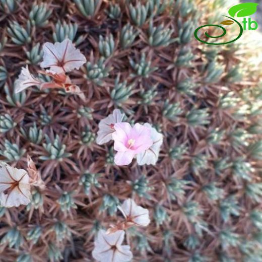 Acantholimon anatolicum