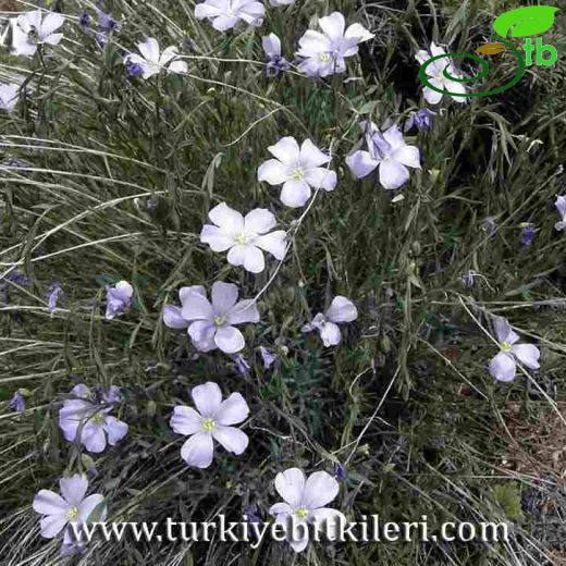 Linum austriacum