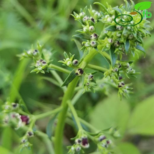 Scrophularia-Sıracaotu