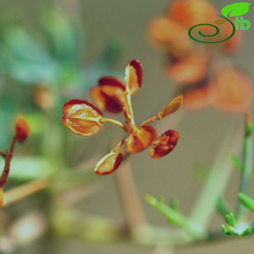 Brassicaceae-Turpgiller