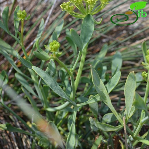 Crithmum-Denizteresi