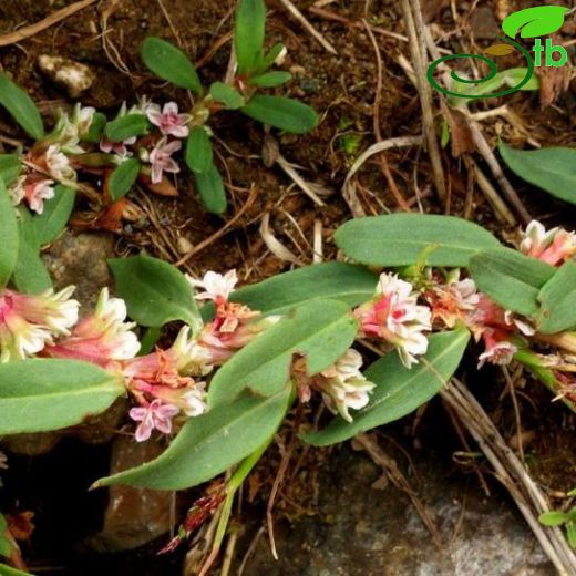 Polygonum cognatum