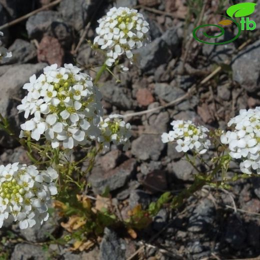 Thlaspi-Çobandağarcığı