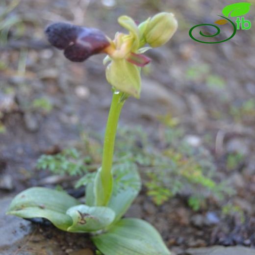 Ophrys apollonae