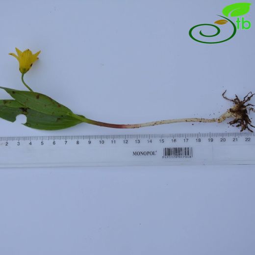Liliaceae-Zambakgiller