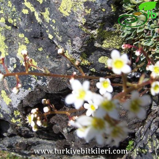 Saxifraga paniculata