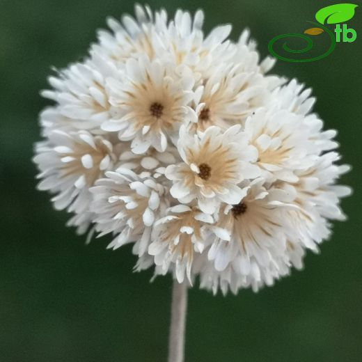 Asteraceae-Papatyagiller